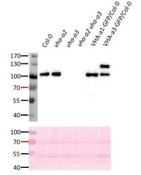 V-ATPase, a3 | vacuolar H+-ATPase subunit a isoform 3 in the group Antibodies Plant/Algal / Membrane Transport System / Vacuolar membrane at Agrisera AB (Antibodies for research) (AS20 4369)